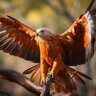 Firehawk