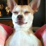 PERROJO