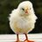 Pollito_