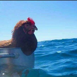 Sailor Chicken