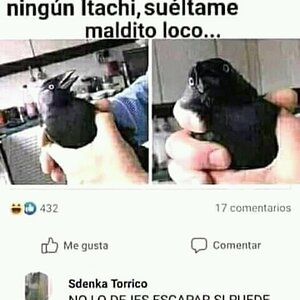 cuervo de itachi
