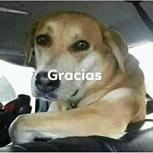 Gracias Shitpost