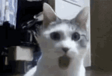 gato.gif